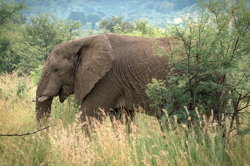 Elephant in the wild