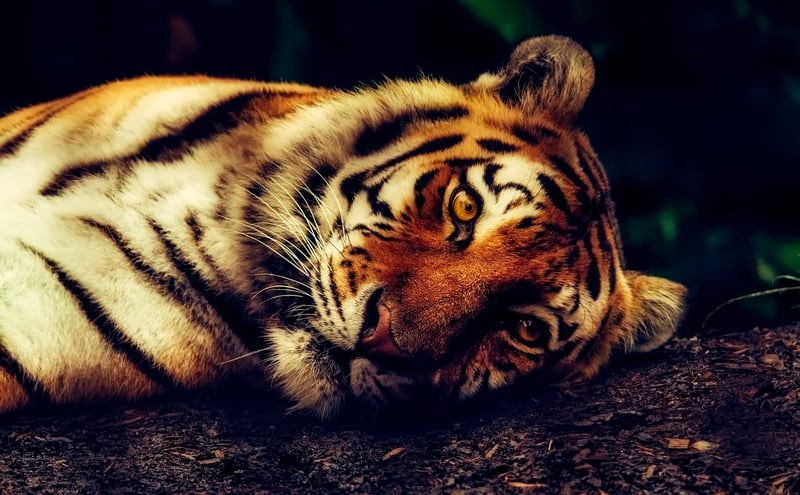 Tiger in the wild